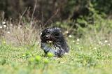 PETIT CHIEN LION 253